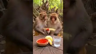 Monkey vibes all day! 🇺🇸🇬🇧  #MonkeyVibes #FunnyMonkey #CuteMonkey #MonkeyVideo #FunnyAnimals #Comedy
