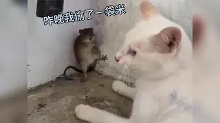 鼠道三与猫老六对诗