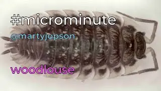 #microminute 16 woodlouse