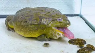 African Bullfrog Eat Big Dubia Roaches! Warning Live Feeding