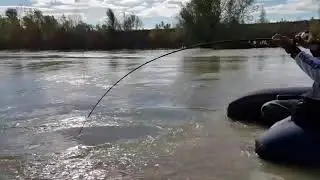 Pesca de Siluro desde pato catfish rio Ebro