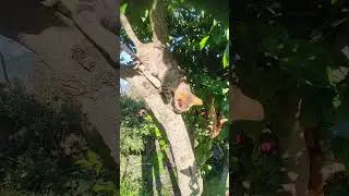 cat falling from tree ❣️ #shorts #ytshorts #cat #catlover #funnypets