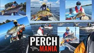 PERCH MANIA 2020  50CM Perch #perchzilla #perchpro #zanderpro #lurefishing #grafhamwater #rutland