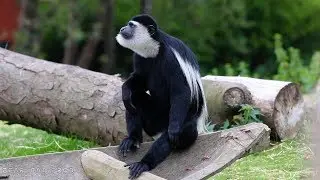 Colobe guéréza - Pastille à Pairi Daiza ( Mantled guereza / Oostelijke franjeaap )