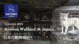 Slow Japanese【Podcast for beginners & intermediate】Episode #89 - Animal Welfare in Japan...