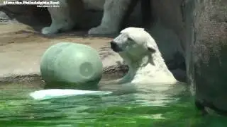 Philadelphia Zoo Polar Bears in Heat Wave