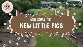 Welcome to Kew Little Pigs