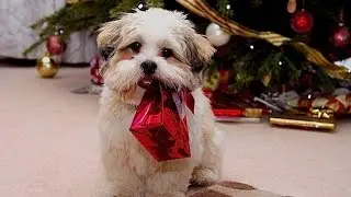 Adorable Pets Ruin Christmas In The Cutest Way Possible