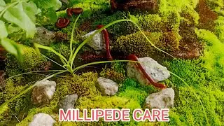 The Millipede Marvel: A Closer Look at the World's Unseen Engineers