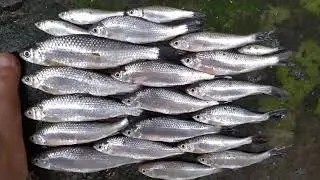 Mancing ikan lukas dapat besar-besar.