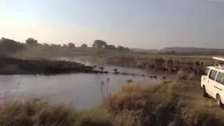 Amy L. - Wild beast Mara river
