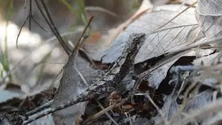 Kumaon mountain lizard,&nbsp;Kumaon Forest Agama ( Japalura kumaonensis )