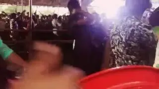 Malda polytechnic clg masti 2016 pary