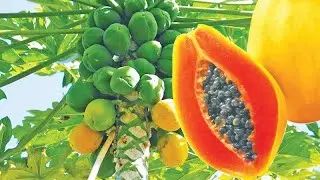 Amazing Health Benefits of Papaya || Healthy Remedies and Nutrition Facts