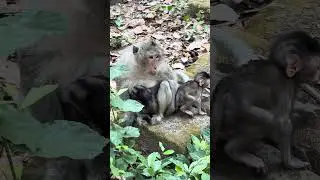 Amazing Monkeys Amber Team / Awesome Lovely Monkeys