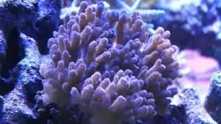 Hard Coral