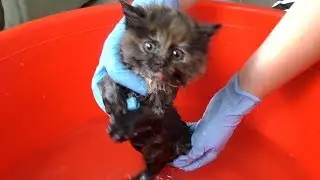 Первая ванна для уличного котенка