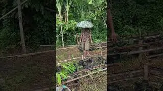 Planting vegetables in the yard