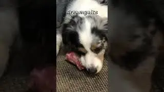 Miniature Australian Shepherd enjoying a raw turkey neck