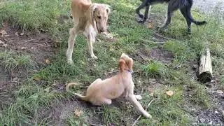 Learning how to wrestle