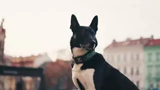 A walk with Tosha | Short Cinematic Dog Film in Prague | Sony ZV-E1