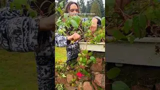 Фуксии и пеларгонии подготовка к зимовке: как правильно обрезать, опрыскать и разместить