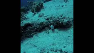 Diving in RedSea Sharm El Sheikh and Dahab الغوص فى البحر الأحمر شرم  الشيخ و دهب