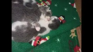 Kitten Update - 1 week old