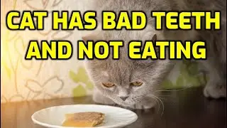 How To Get A Cat With Teeth Problems To Eat Food?