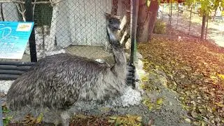 Chisinau ZOO Tour Fall 2021 -  Прогулка по кишиневскому Зоопарку осень, 2021
