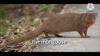 The invasive species of mauritius (2025)