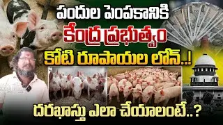 కేంద్ర ప్రభుత్వం కోటి రూపాయల లోన్  | Pig Farming | Central Govt Loan | Profits | Rythanna Nestam
