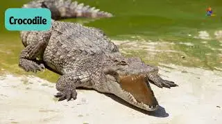 Learn Carnivorous Animals Name In English With Picture | Animals Vocabulary |