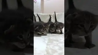 Cute baby kittens just started walk ❤️ #shorts