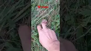 🍄 boletus 🍄 2022