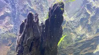 Update - Greater Siren Aquascape