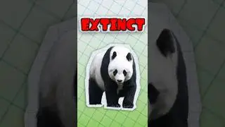 THE DUMB REASON PANDAS ARE DYING