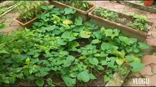 Community Garden - Canberra Zone 1