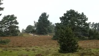 Lüneburger Heide bei Oberhaverbeck März 2016