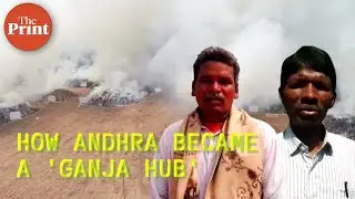 From first seeds sown by traders to tribals' cash crop: How Andhra Pradesh became a 'ganja hub'