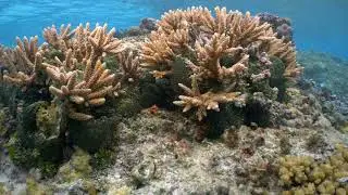 American Samoa's Ofu Pools