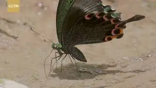 Asian Elephant Sanctuary Ep. 11: Here is a ticket for 'The Butterfly Lovers'