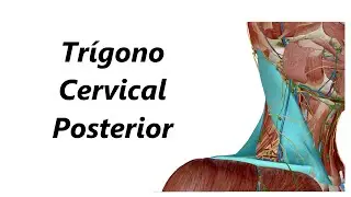 Anatomia do Trígono Cervical Posterior em 3D