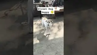 Aaj in bhooke kutton ka pet bhara ❤️ | Daily Social Work #socialinitiative #viral #dog