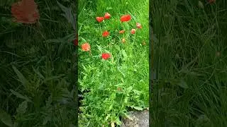 #300 The journey of a forgotten garden - Poppies - July 2024