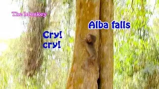 Where is mum Anna? Alba falls down from the big tree while trying to climb up!