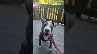 #dog #doggielife #adopteddog #doggielife
