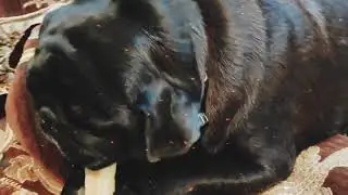 Xeta loves the bone, totally in love with it #pug #food  #morning #dog #satisfying #love #india