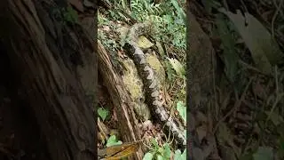 big python