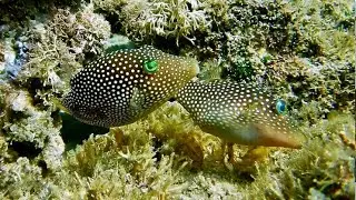 Sharpnose Puffer Reproduction, La Ventana Bay, BCS, Mx (1080p recommended)